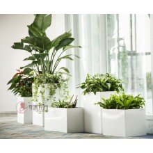 專注室內(nèi)綠植服務(wù)8年，綠植租賃，免費(fèi)養(yǎng)護(hù)，一站式商務(wù)空間